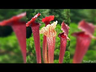 10 РАСТЕНИЙ-ХИЩНИКОВ, ПОЖИРАЮЩИХ ВСЕ ЖИВОЕ