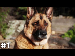 5 САМЫХ ГЕРОЙСКИХ СОБАК, КОТОРЫЕ СПАСЛИ ЖИЗНИ ЛЮДЕЙ