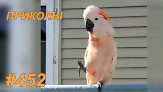 Приколы июнь 2019 №452