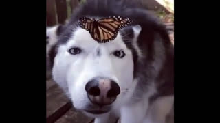 Приколы про собак