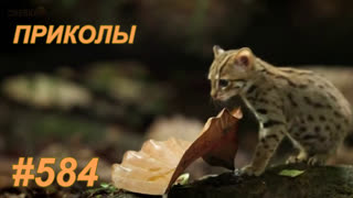 Приколы ноябрь 2019 №584